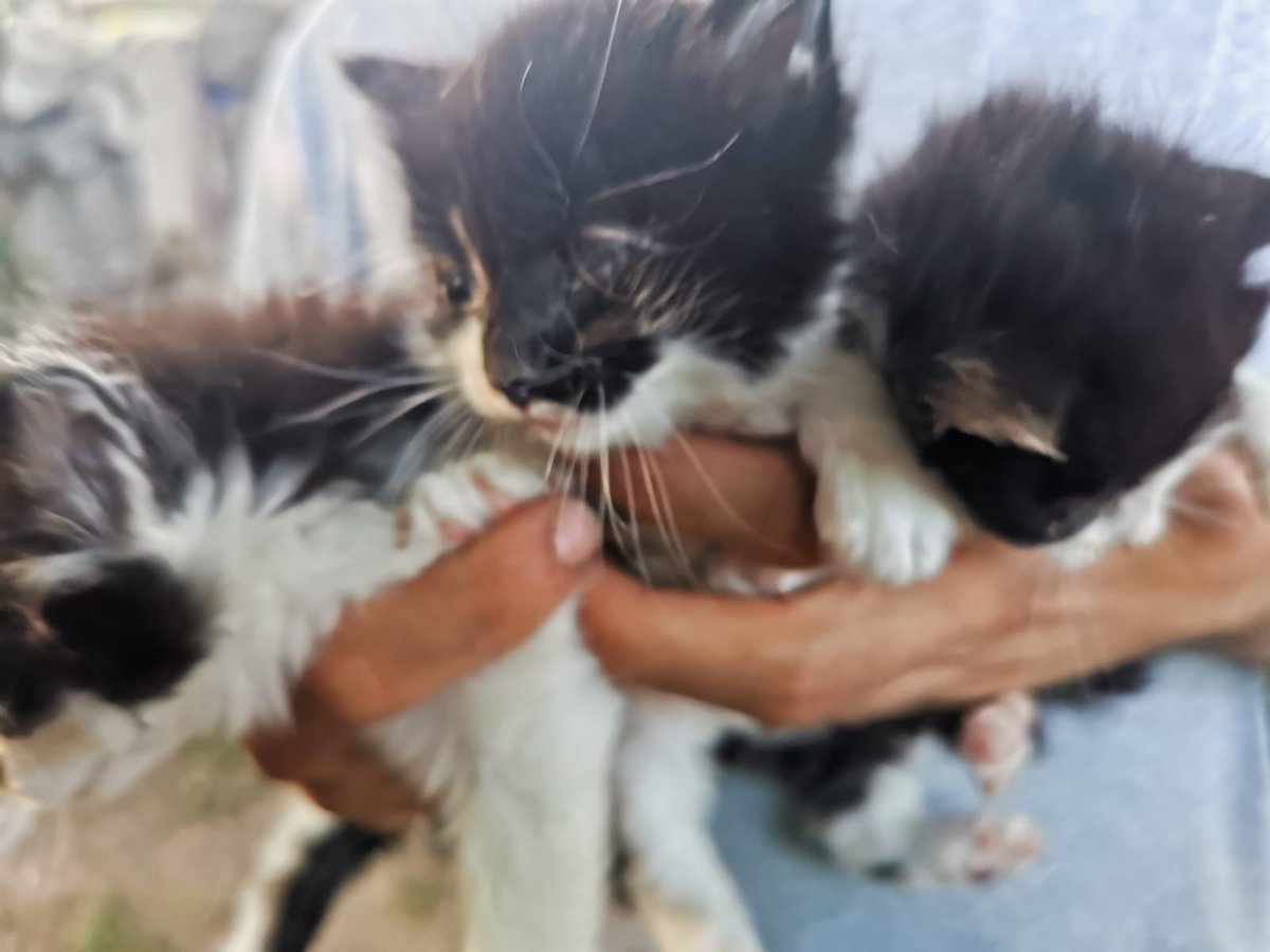 salvando_peludo's tweet photo. Estos pequeñajos son nuestros nuevos rescates de hoy. Ahora a cuidarlos para que se recuperen y cuando estén bien, podrán buscar su nuevo hogar💗
#AdoptaNoCompres #ADOPTA #Gatos #bebotes #AnimalesRescatados https://t.co/4zKgQMRFjf
