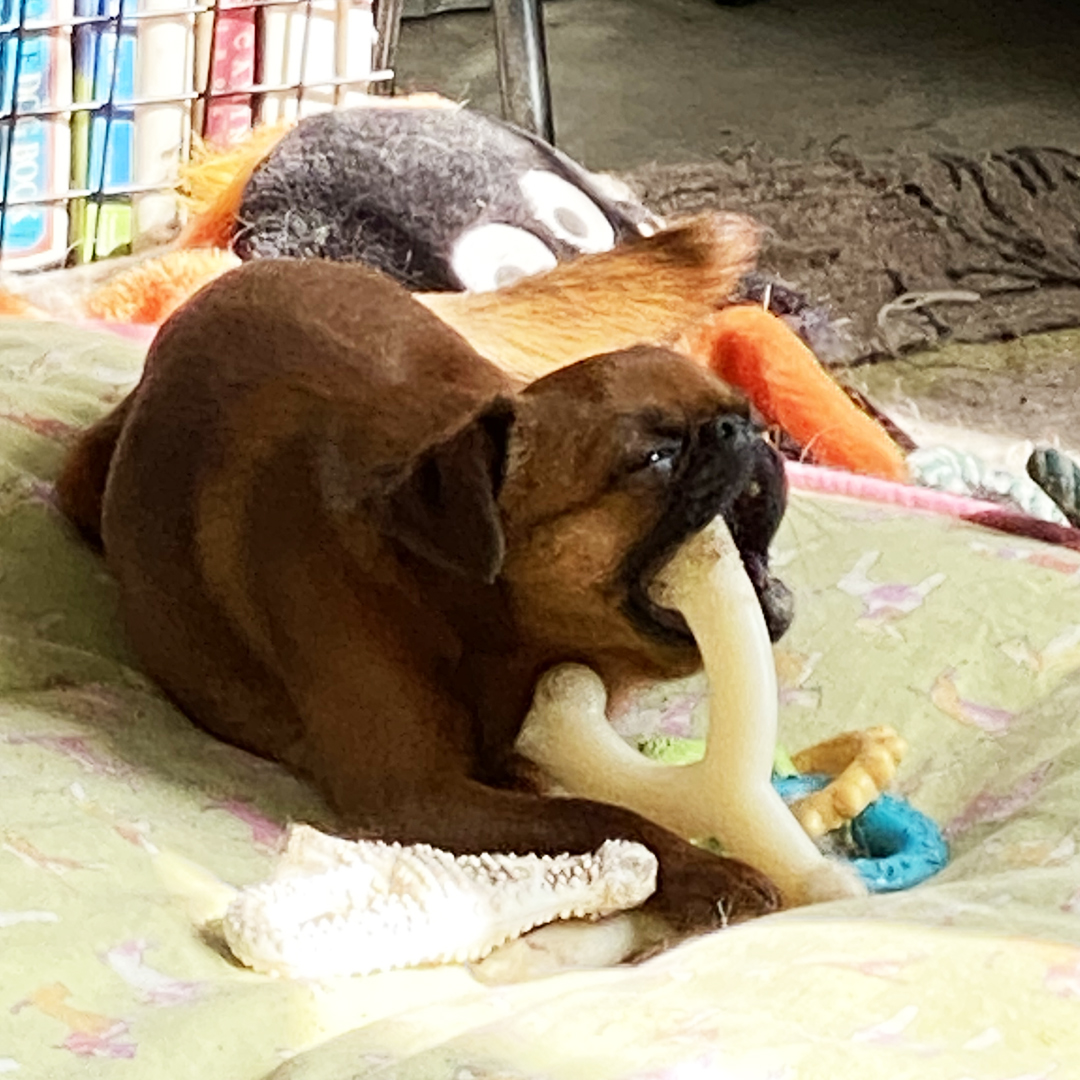 TheBlissfulDog's tweet photo. Larccán says, "Mine, mine, mine." He has all the big dog toys! #grumpygriffons #brusselsgriffon #dogsofinstagram #griffon #petitbrabancon #griffonlovers #griffonsofinstagram #brusselsgriffonstagram #everydayimbrusseling #nylabone #nylabonedinosaur https://t.co/clZTqBH61g