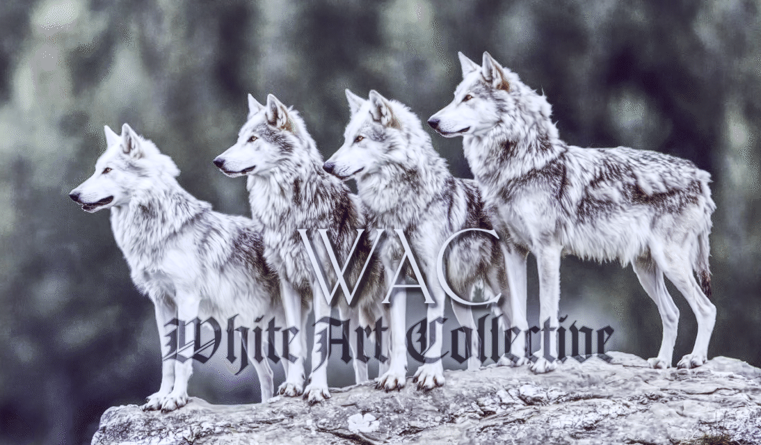 Aeodh_'s tweet photo. @WhiteCollective

#SNL show tonight at 9pm est (Dance Squarred right after).
Link : https://t.co/t8he87soCh

#Music #WACpack #WhiteArtCollective #DanceSquarred https://t.co/PbWy0jRY5Q