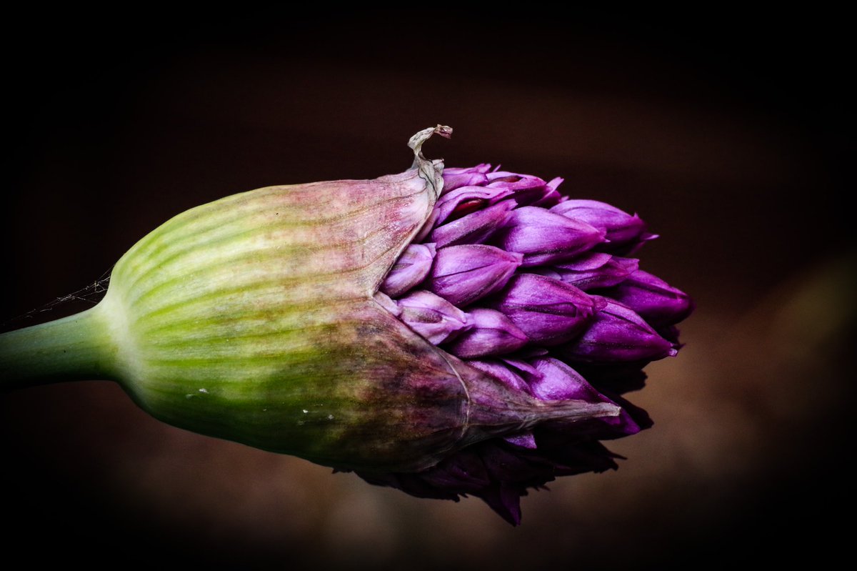 #havecameracanttravel so photographing things in my garden instead: