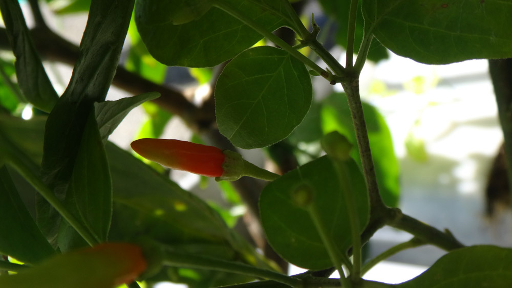 hotgirlscooking's tweet photo. These #chilies are starting to show some color now...
#hotgirlscooking #cookingforreal https://t.co/OHg7n1gusI