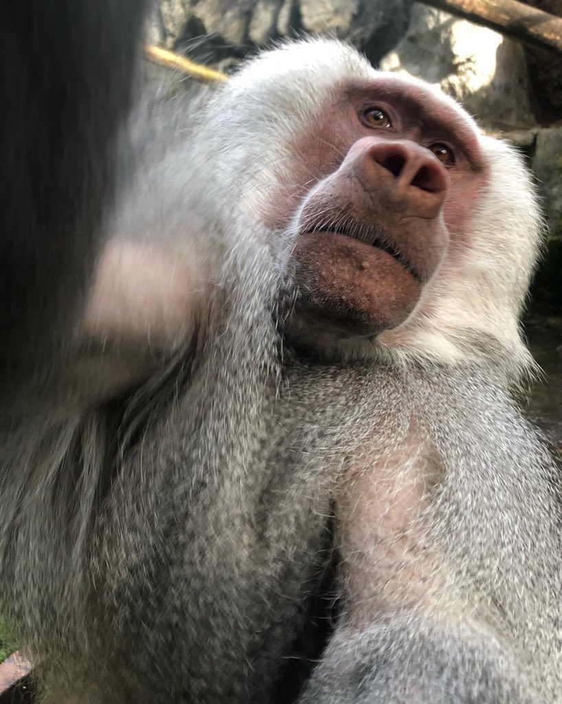 zoosantacruz's tweet photo. ¡Hola! ¿Me ven? ¿Si me ven? Aquí haciendo pruebas para nuestra transmisión de cumpleaños el próximo martes con @rafataibo ¡Saludos desde el maravilloso mundo animal en plena cuarentena! #FelizSábado https://t.co/1grUSiSnIS