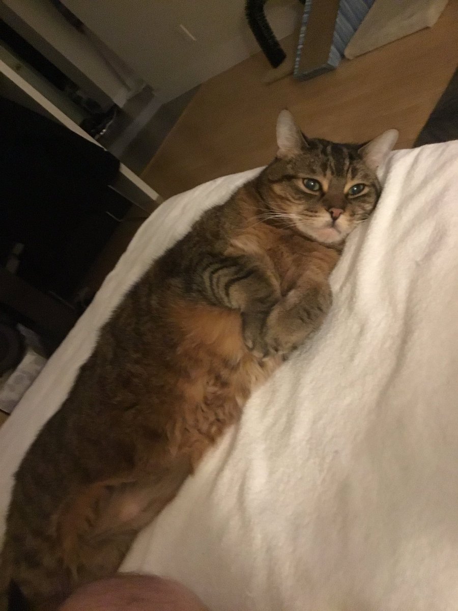 KuzjaTheCat's tweet photo. Happy #Caturday! I mean, that should be every day. https://t.co/fUfDXQxJlr