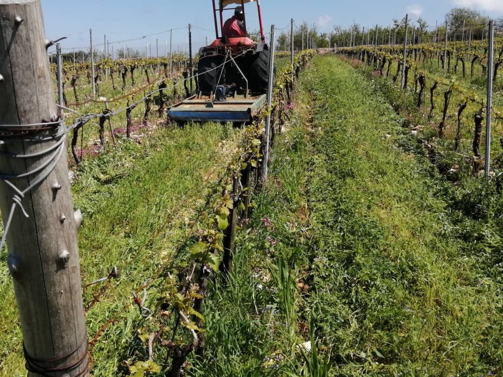 Sandro Johnny Saadé tweet media