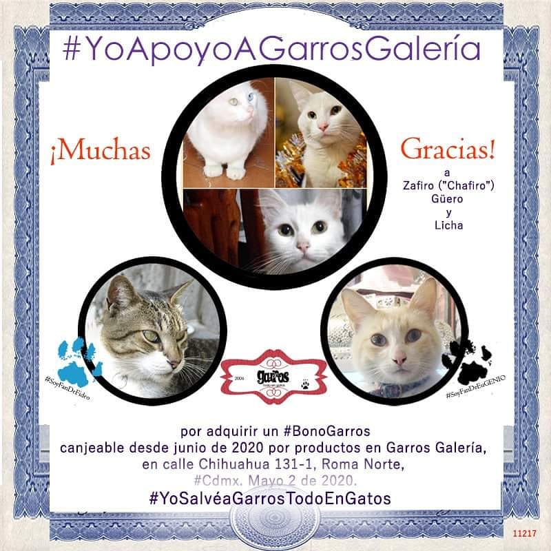 GarrosCCR's tweet photo. Zafiro, Güero y Licha #compraron este sábado un #BonoGarros en el que anuncia #YoSalvéaGarrosGalería
La historia de estas bellezas es muy interesante, porque la persona quien comparte su vida con ellos, nos comenta que los tres gatos blancos llegaron pos sí solos a su casa. https://t.co/oT6zEdGmX3