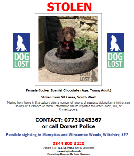 sharonwrdl's tweet photo. Pls RT @rickygervais to help find #DorsetCocker
#STOLEN #DOG
Female Chocolate Young Adult #CockerSpaniel
#Missing from #Shaftesbury #Dorset #SP7 * Near the #Wiltshire Border
Friday May 1st 2020
https://t.co/0gNn58MH8B
https://t.co/kcWT1sstOr https://t.co/GgKOPJQg4F