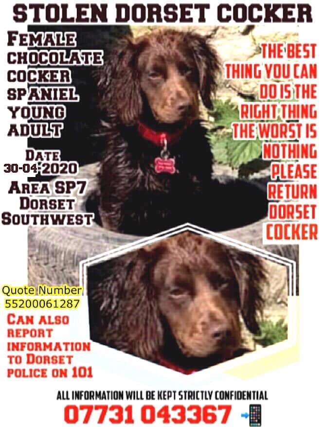 janice_adams3's tweet photo. My family rescued me from awful life, they made me so VERY happy. I lived a life of Riley playing / getting belly rubs, slobbery kisses. I thought my dreams had all come true ๐๐๐พ๐พ SOMEONE TOOK ME FROM THAT #DorsetCocker 30/4/20 https://t.co/FEURZ0qbEHโฆ
@dorsetpolice https://t.co/YDlcEa9mV5