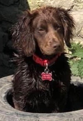 sharonwrdl's tweet photo. Pls RT @SomersetLive to help find #DorsetCocker
#STOLEN #DOG
Female Chocolate Young Adult #CockerSpaniel
#Missing from #Shaftesbury #Dorset #SP7 * Near the #Wiltshire Border
Friday May 1st 2020
https://t.co/0gNn58MH8B
https://t.co/kcWT1sstOr https://t.co/1lqnbcLbQz