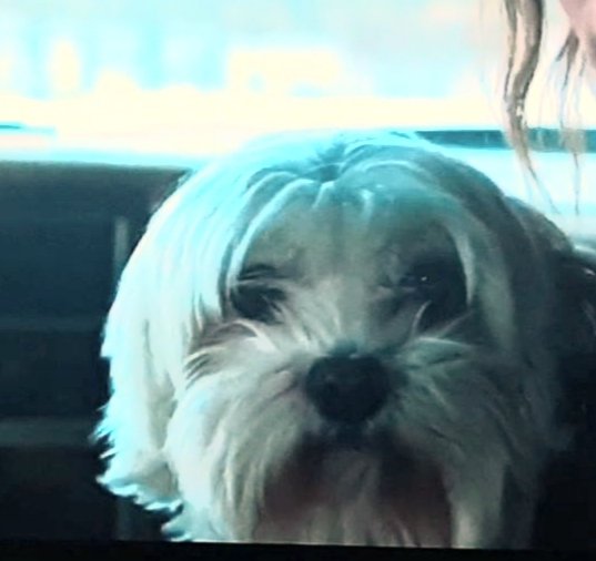 CreditThePet's tweet photo. The Lodge (2019)  credits Grady played by Wally. 
#TheLodge https://t.co/BzzRyqIRRZ