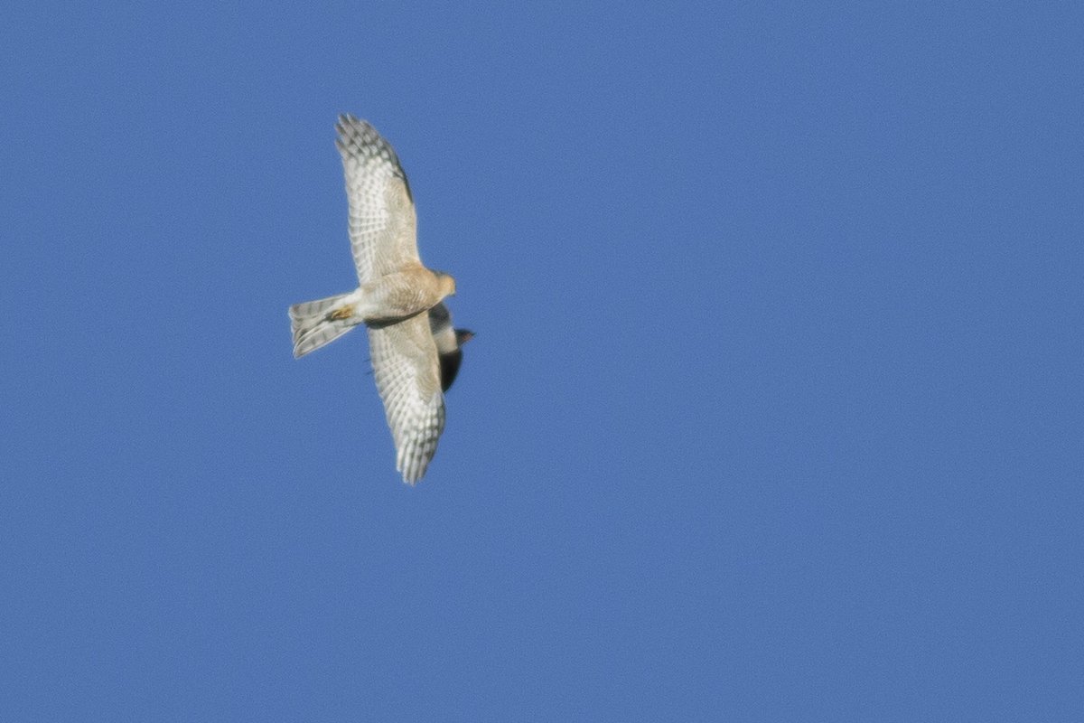 sam_ryley's tweet photo. The swallows have only just got back and this sparrowhawk is trying to dispense of them! @Natures_Voice #MyWildPatch
@RECORDLRC https://t.co/r7itCWlWDe