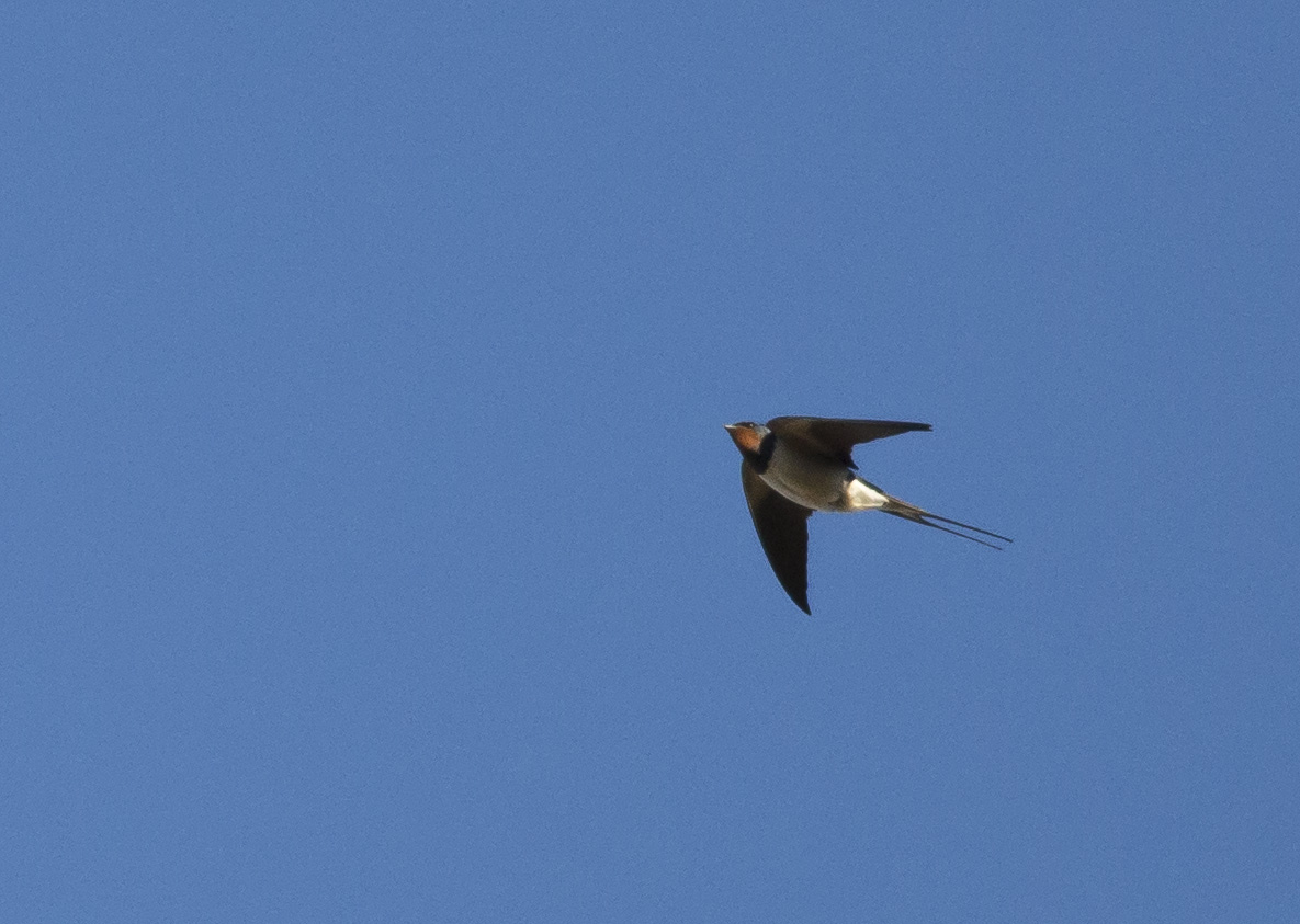 sam_ryley's tweet photo. The swallows have only just got back and this sparrowhawk is trying to dispense of them! @Natures_Voice #MyWildPatch
@RECORDLRC https://t.co/r7itCWlWDe