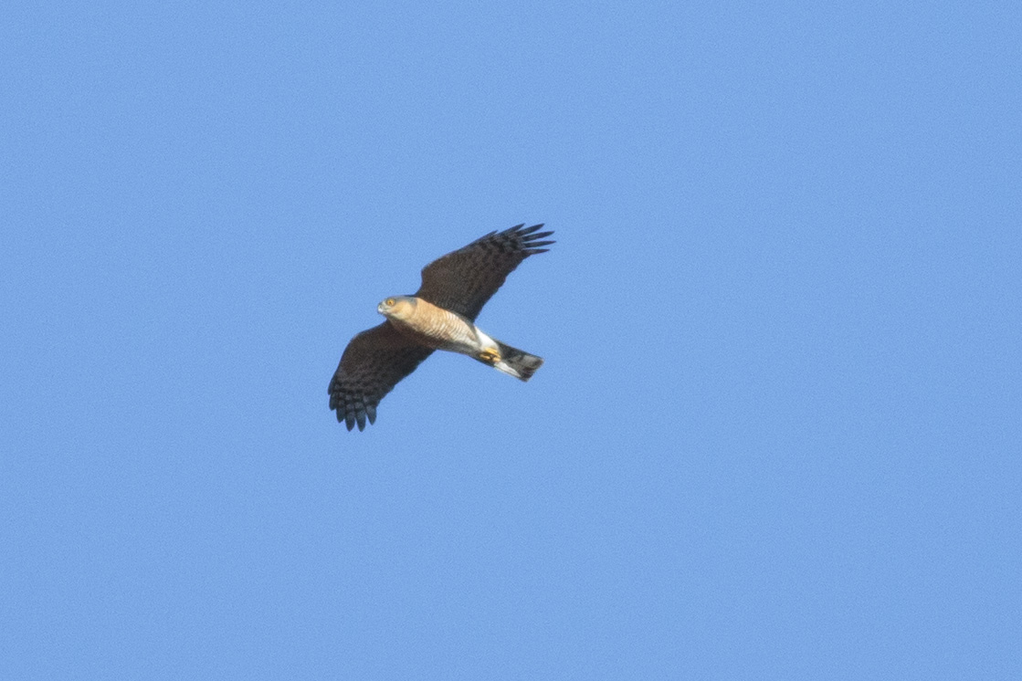 sam_ryley's tweet photo. The swallows have only just got back and this sparrowhawk is trying to dispense of them! @Natures_Voice #MyWildPatch
@RECORDLRC https://t.co/r7itCWlWDe