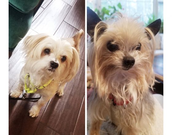 These #rescuedogs  came to us together &amp; they adore each other. People have wanted to adopt 1.  But we're going to keep them TOGETHER no matter what. Please share if you can!  #yorkies #adoptdontshop