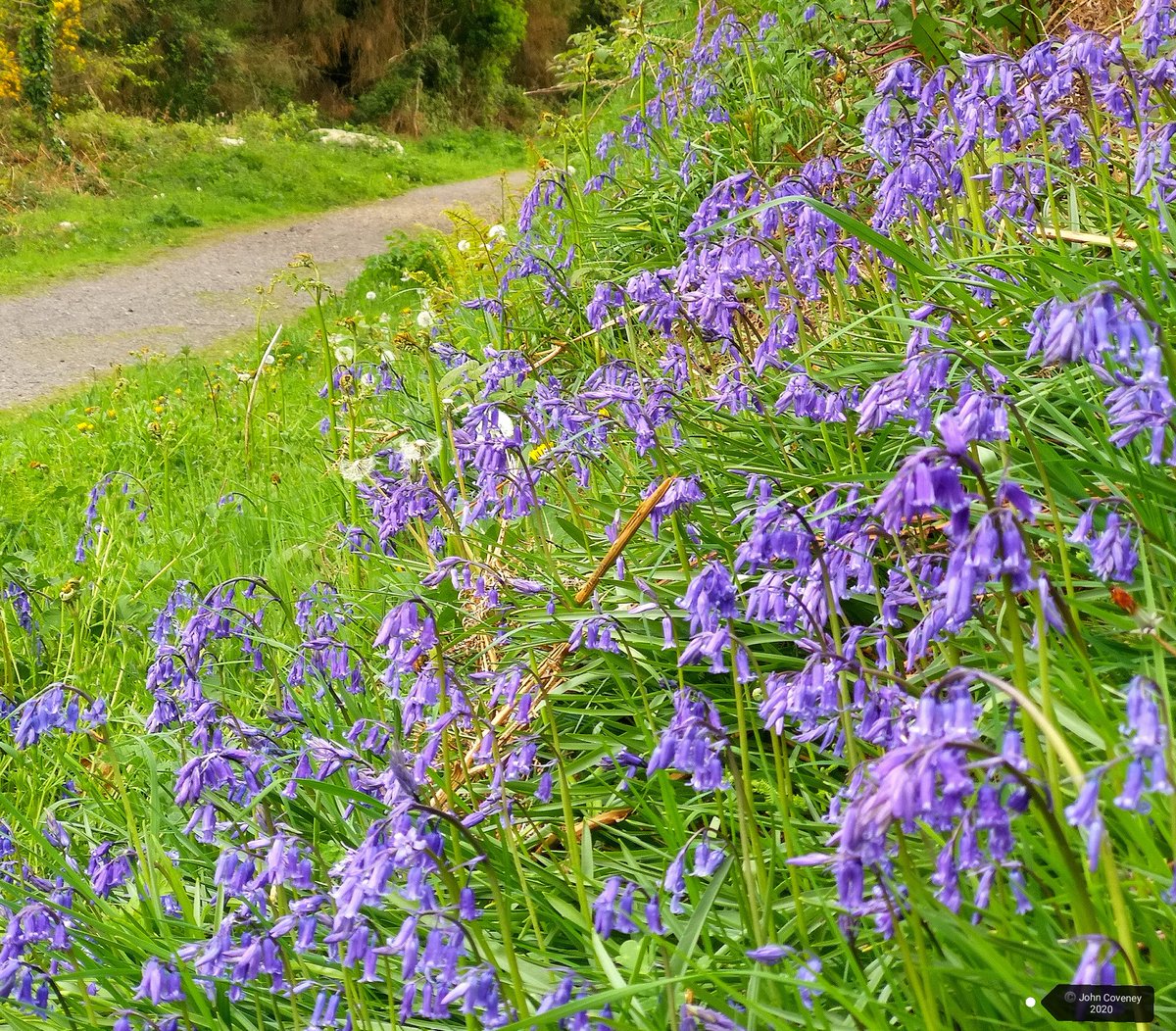 JohnC1809's tweet photo. #Bluebells up #DublinMountainsWay through #RathMichaelWoods & #Gorse coming back down #PucksCastleLane on a recent #2kmfromhome walk. Looking forward to 5km next week ๐. @LoveSouthDublin @DubMountains @dlrheritevents #IrelandLockdown https://t.co/BYaRo65ICd