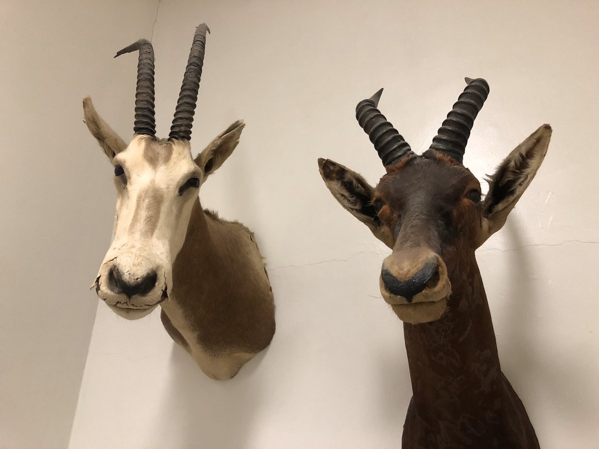 When you tell your non-bear friends that you’re going to take a nap before going out but they know a “bear nap” ain’t just a nap.