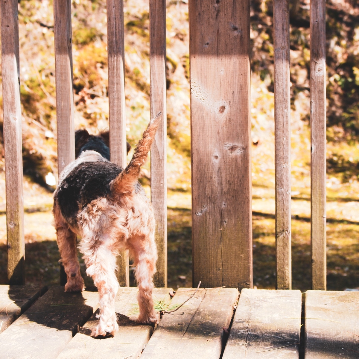 earthpupco's tweet photo. When you're waiting for your @earthpupco treats to arrive😂 Many of our amazing retailers are offering delivery. Check our website to find your local @earthpupco retailer so you can get all your essentials delivered! 🐶🚚 #sustainable #dogtreats #pup
.
📸 @alicegcullen https://t.co/zNA2RsYMPw