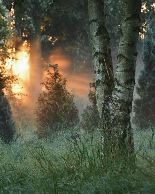 twit_impressive's tweet photo. Тo, чтo лечит дyшy... #впечатляет https://t.co/yotnWji8f5