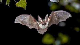 Lord___Goring's tweet photo. Murciélagos inocentes inician el movimiento #notallbats https://t.co/blZxZ0tC3x