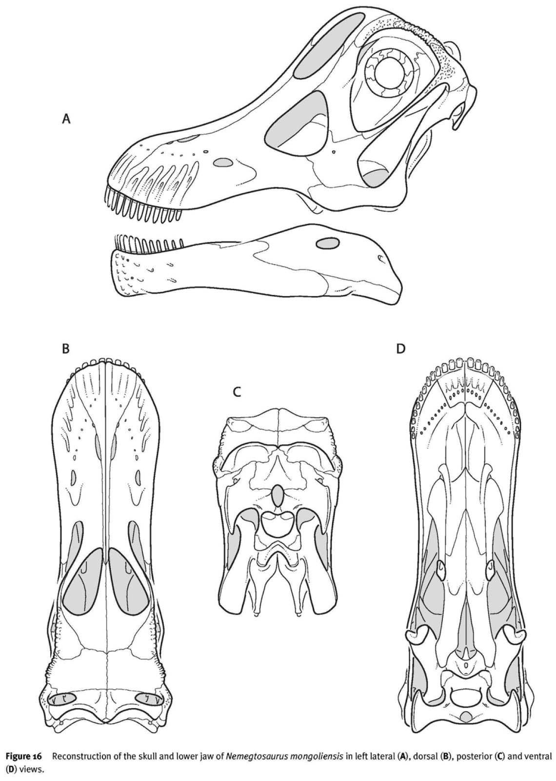 Argentinosaurus Skull