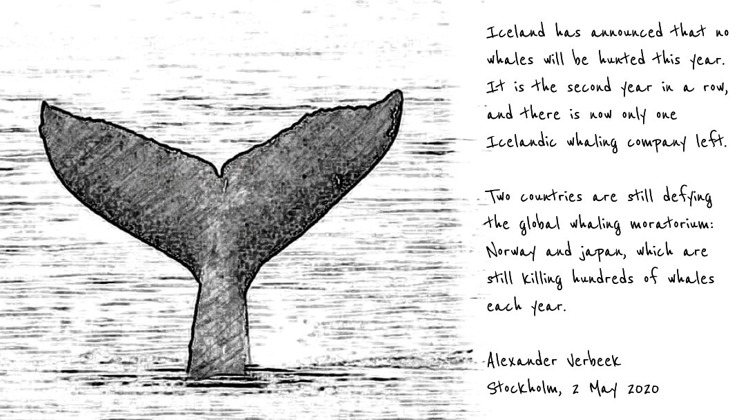 Alex_Verbeek's tweet photo. 👓 

Iceland has announced that no whales will be hunted this year. There is now only one Icelandic whaling company left.

Two countries are still defying the global whaling moratorium: Norway and japan, which are still killing hundreds of whales each year.

#alexnote #whales https://t.co/L0JtuH7HcO