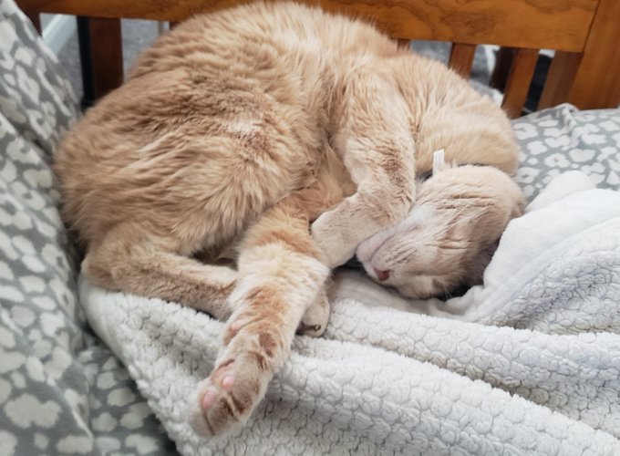 Just a #Caturday nap! https://t.co/NHudigzlX2<a href="/tag/caturday"class="tags">#Caturday</a>