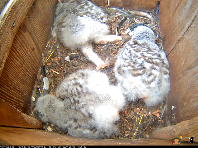 WBU Barred Owl Cam tweet media