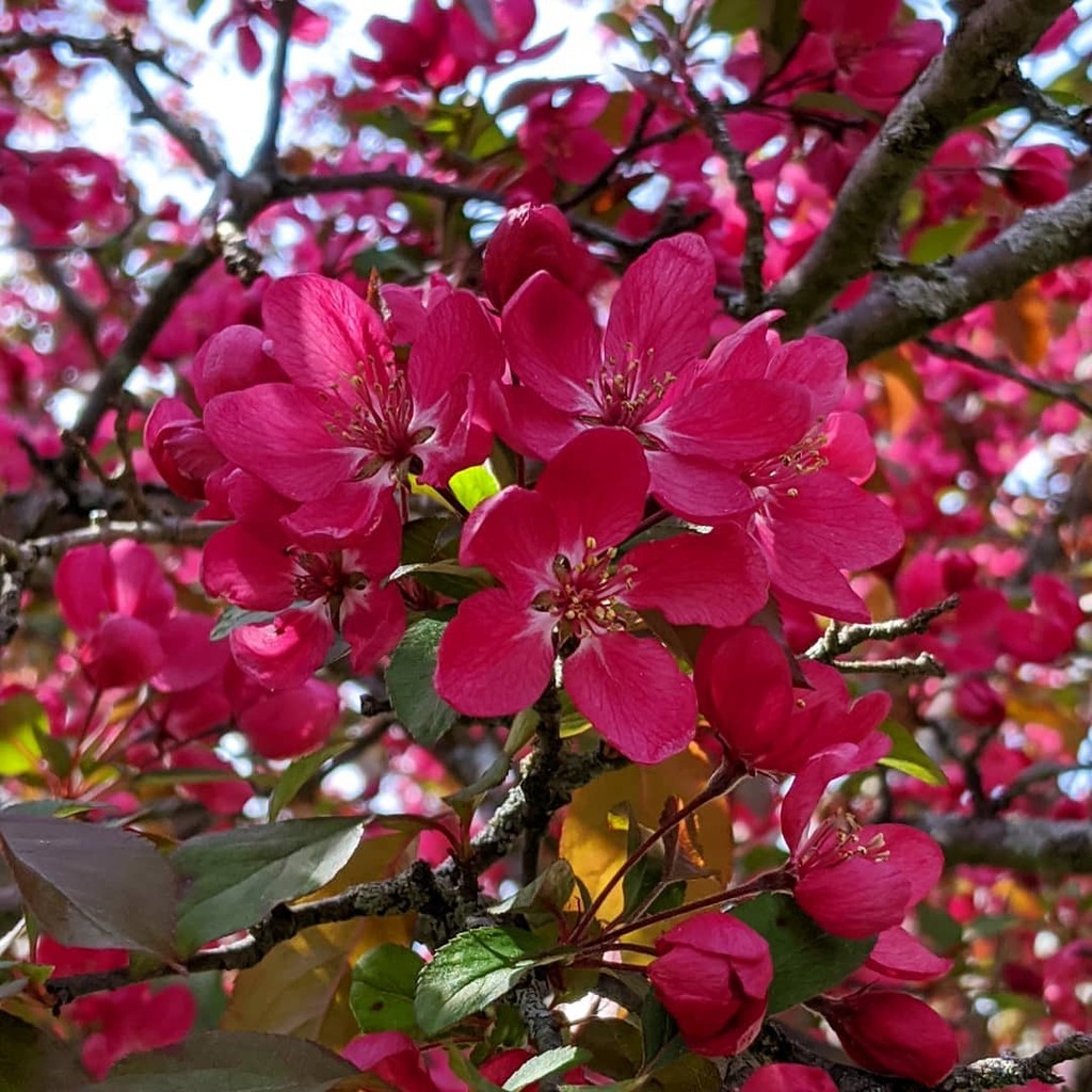 CathyBlogs's tweet photo. Full crabby today. 80 degrees and sunny will do that to a tree. This mostly homely thing makes it all worthwhile every May.
#deestancing #quarantinelife #spring #fortwayne https://t.co/0G1PCtqEjf https://t.co/H2b2fGyEP1