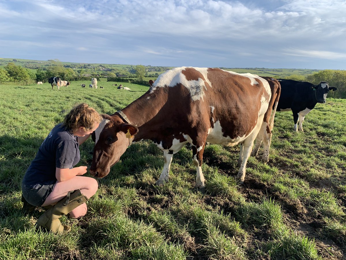 Panache Judith one of our pedigree Ayrshire’s in the herd was enjoying her attention after milking today! As a family we are slowly building up numbers of pedigree Ayrshire’s and Dairy Shorthorns in the herd! #dairyfarming #womenindairy #farmersdaughter #backbritishfarming