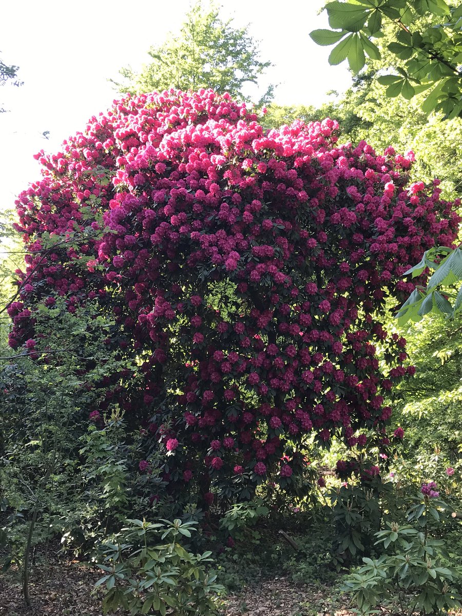 Angeliquebvb's tweet photo. Deze was zooooo mooi! Rododendron in het ockenburgse bos.
#bloemen #rododendron #ockenburg #mooizuidholland https://t.co/XyyL27KNy0