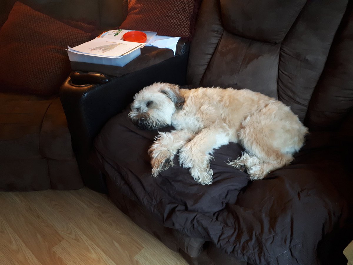 Q: How does DogDad know he's my favorite?
A: I like to take naps on the couch, too! 
#DogsOfTwitter #RainyDay #SCWT #Naptime