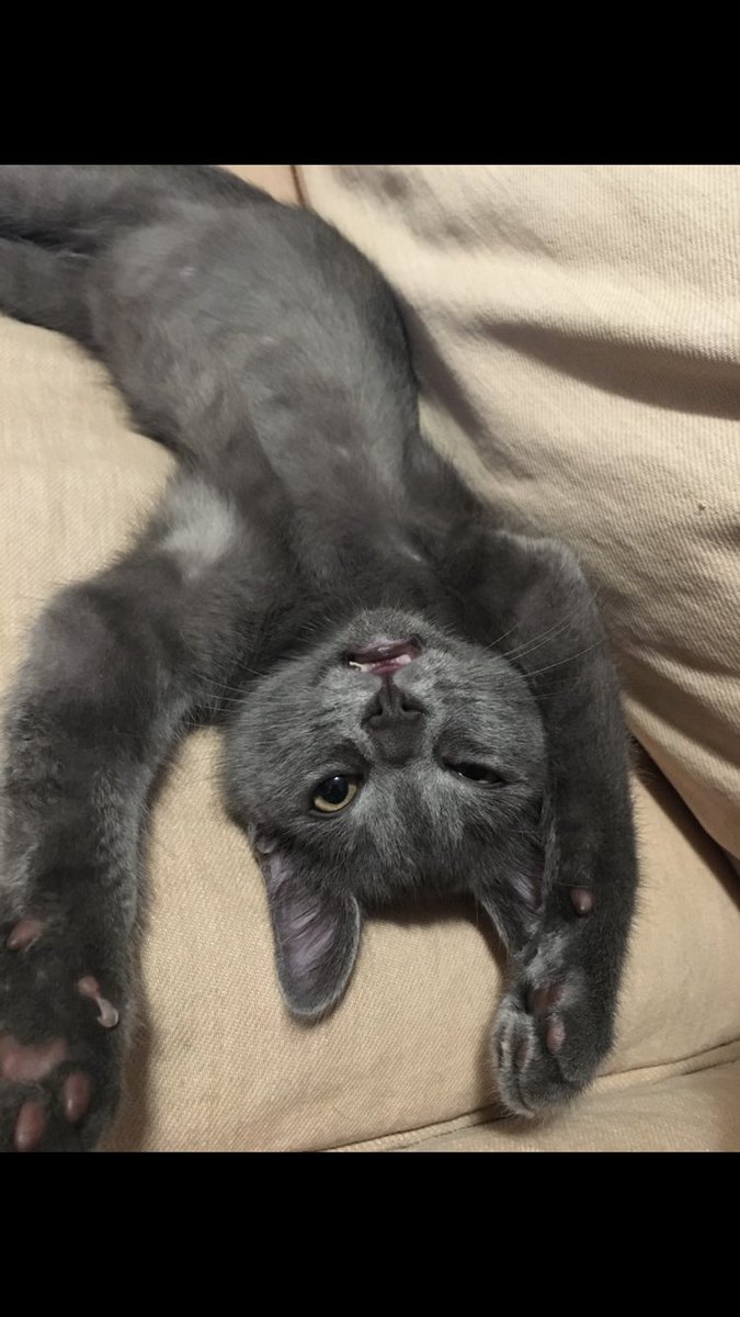 UNCGAPO's tweet photo. Have you voted??? 

Poppy says vote Or he’ll scare ya!! https://t.co/mu0rxLoU3z
