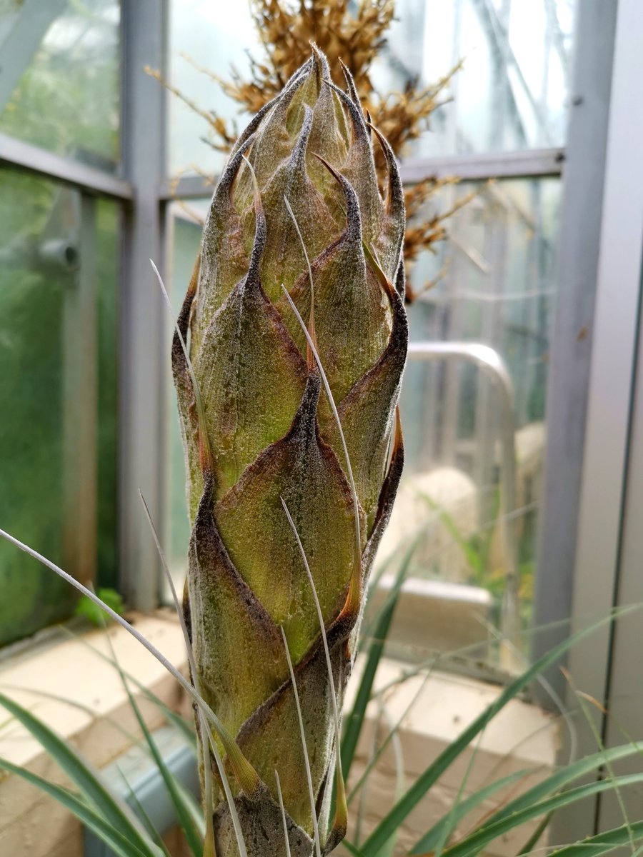 thorogoodchris1's tweet photo. Exciting! The 'sapphire tower' is now in bud. It hasn't  flowered for two years - here is a photo from the same plant in 2018 - its impossibly blue flowers are definitely worth the wait... https://t.co/Md010TidVn