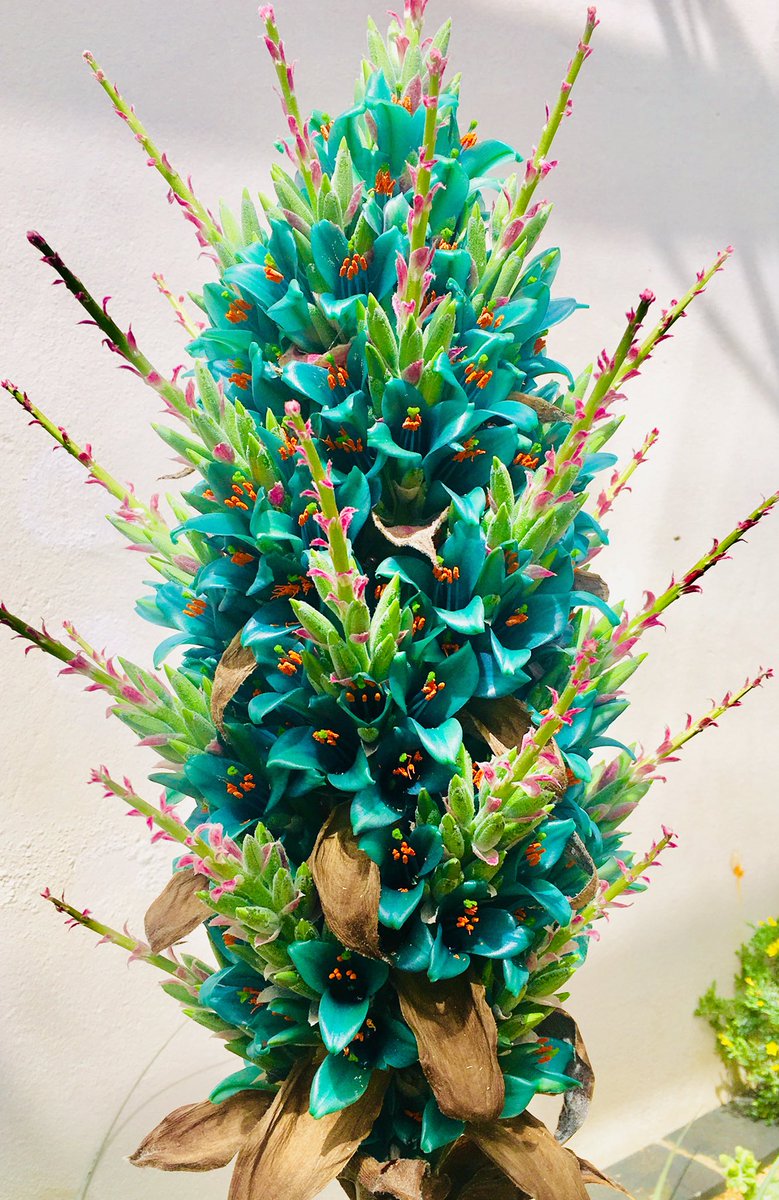 thorogoodchris1's tweet photo. Exciting! The 'sapphire tower' is now in bud. It hasn't  flowered for two years - here is a photo from the same plant in 2018 - its impossibly blue flowers are definitely worth the wait... https://t.co/Md010TidVn