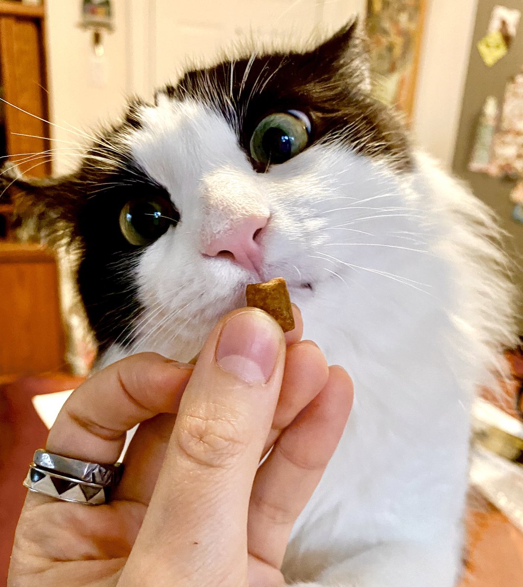 JustineAmmendo1's tweet photo. Happy #Caturday to all of you snack lovin’ home dwellers out there. 

#COVID19 #snacksovereverything https://t.co/9b5zpNJ5Cz