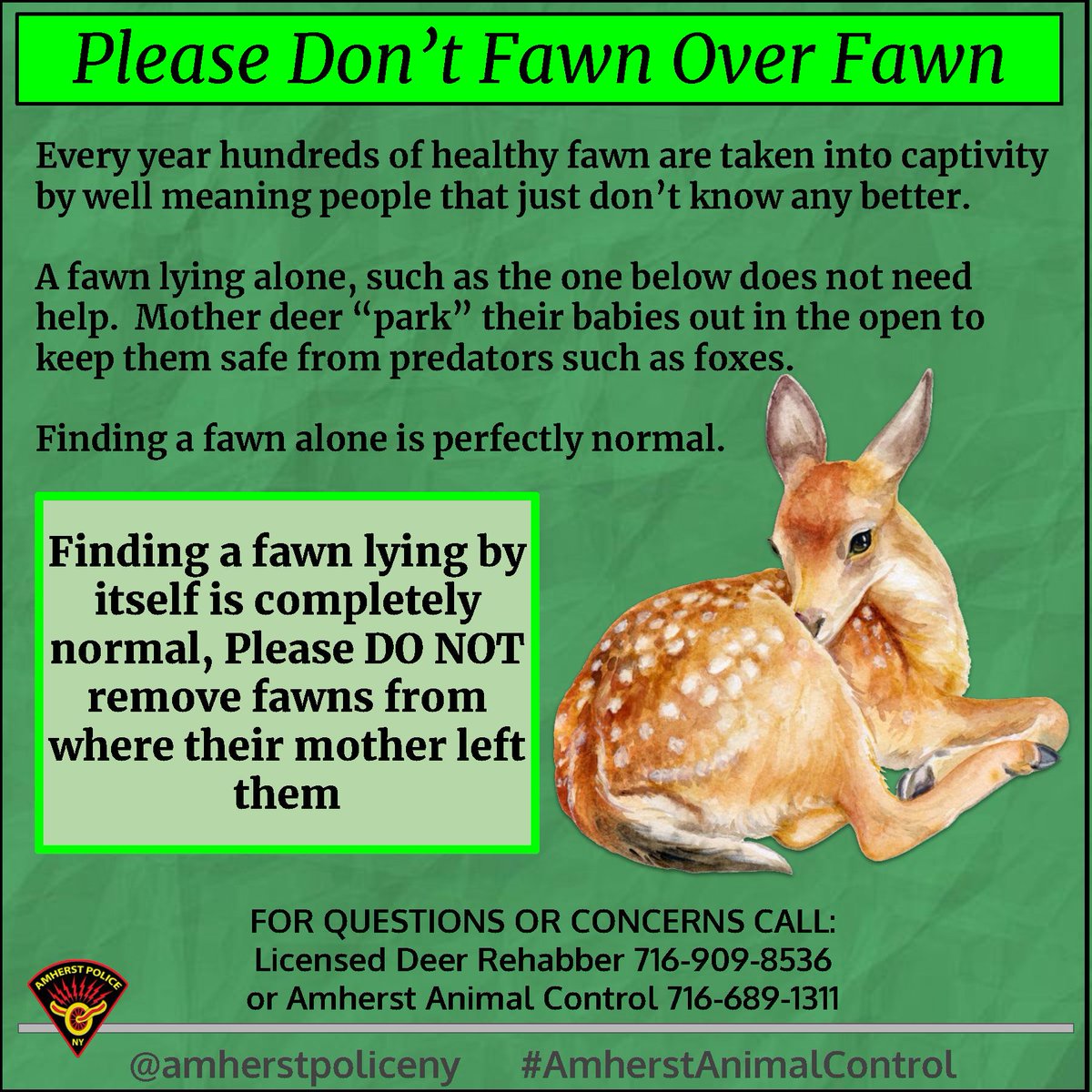 amherstpoliceny's tweet photo. [AMHERST POLICE, NY] -- Every year hundreds of healthy fawn are taken into captivity by well meaning people that just don’t know any better.  A fawn lying alone does not need help.  Finding a fawn alone is perfectly normal.
@YourSPCA 
#AmherstAnimalControl https://t.co/lgYZBREMKA