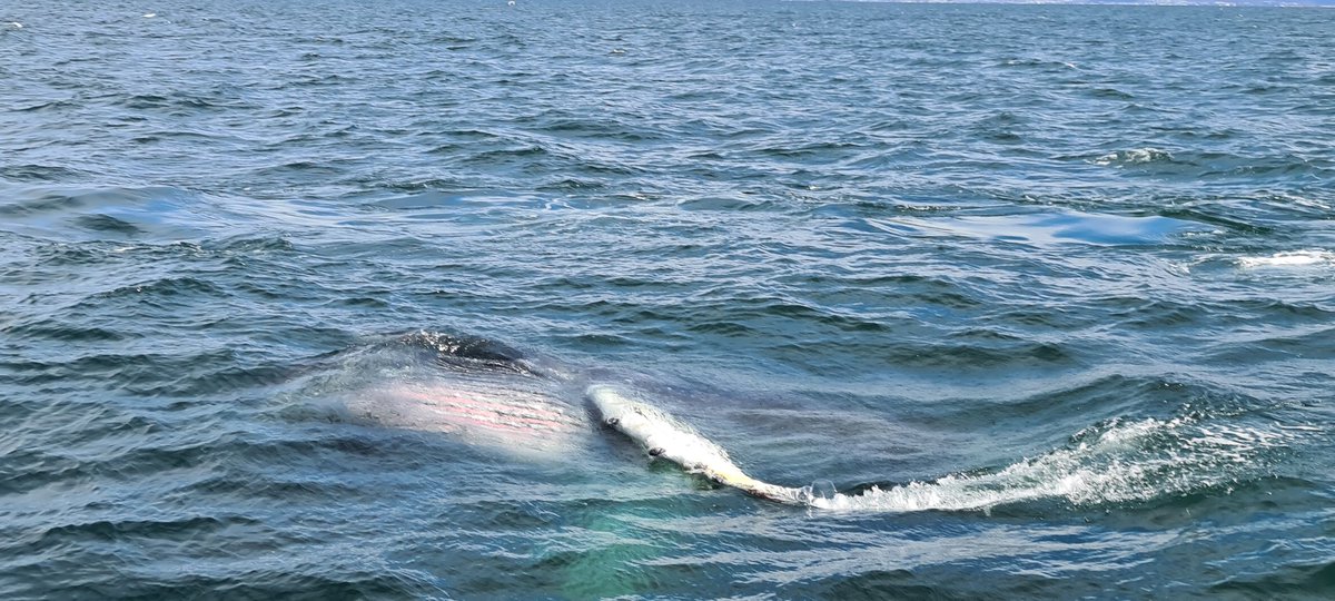 Covid has truly been keeping us out of the field. But, yesterday things turned our side and we got to do some #humpback fieldwork in #Faxaflói. There, 6 humpbacks and hundreds of birds were feeding actively. Big thanks to the #HSSK S&amp;R unit for taking us out and for the pictures