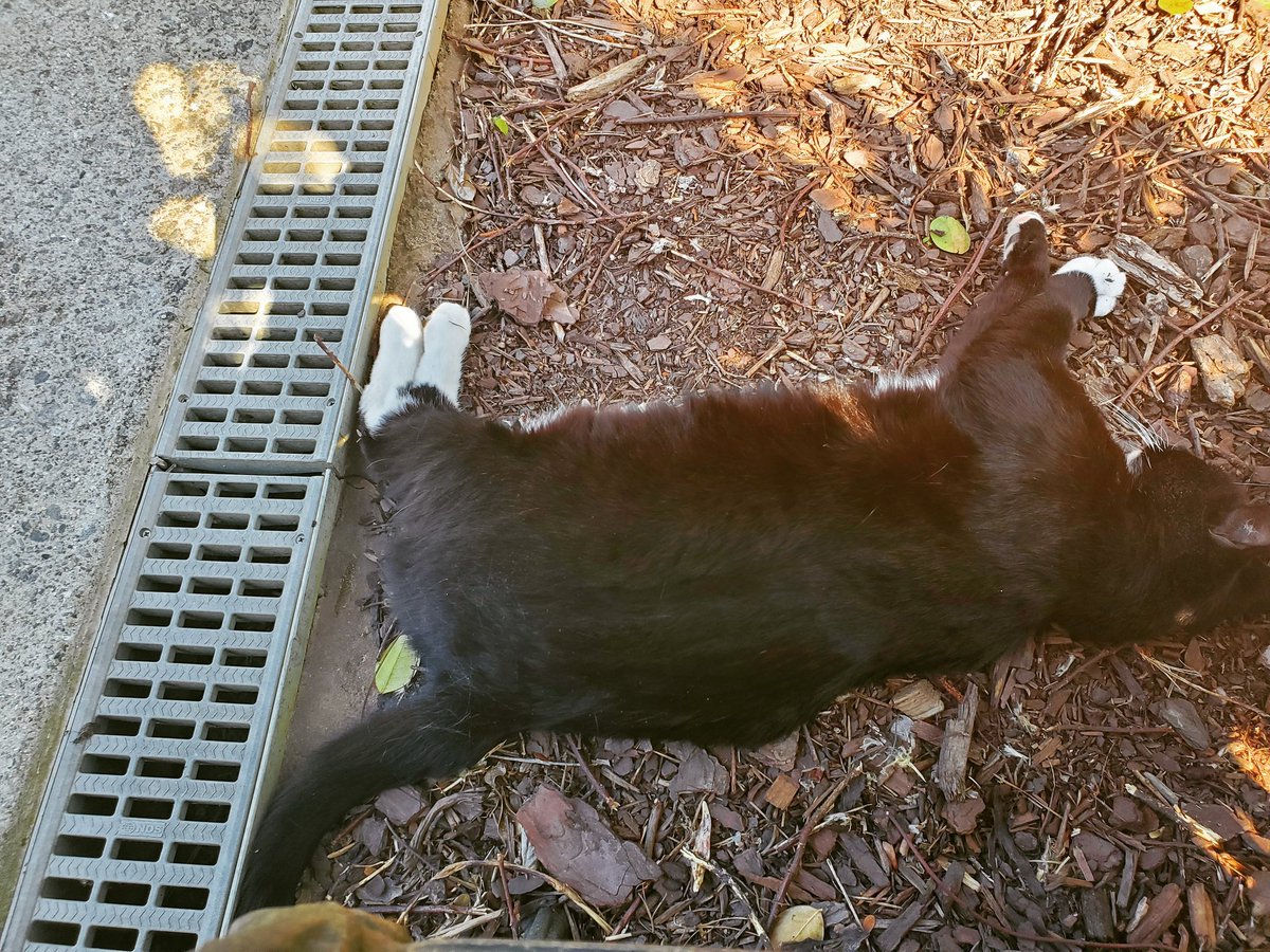 ADRomney's tweet photo. Look, it's hard to be a cat in the suburbs, OK? https://t.co/acpPlZExaM