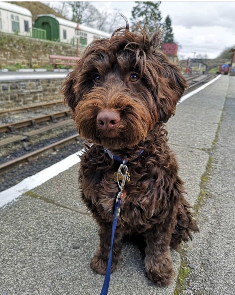 johnfisher376's tweet photo. @mrdanwalker This is Rupert he’s my daughters dog, he lives next door to us and loves coming round here, He’s an handful but we love him to bits. https://t.co/F7SVrzbkUm