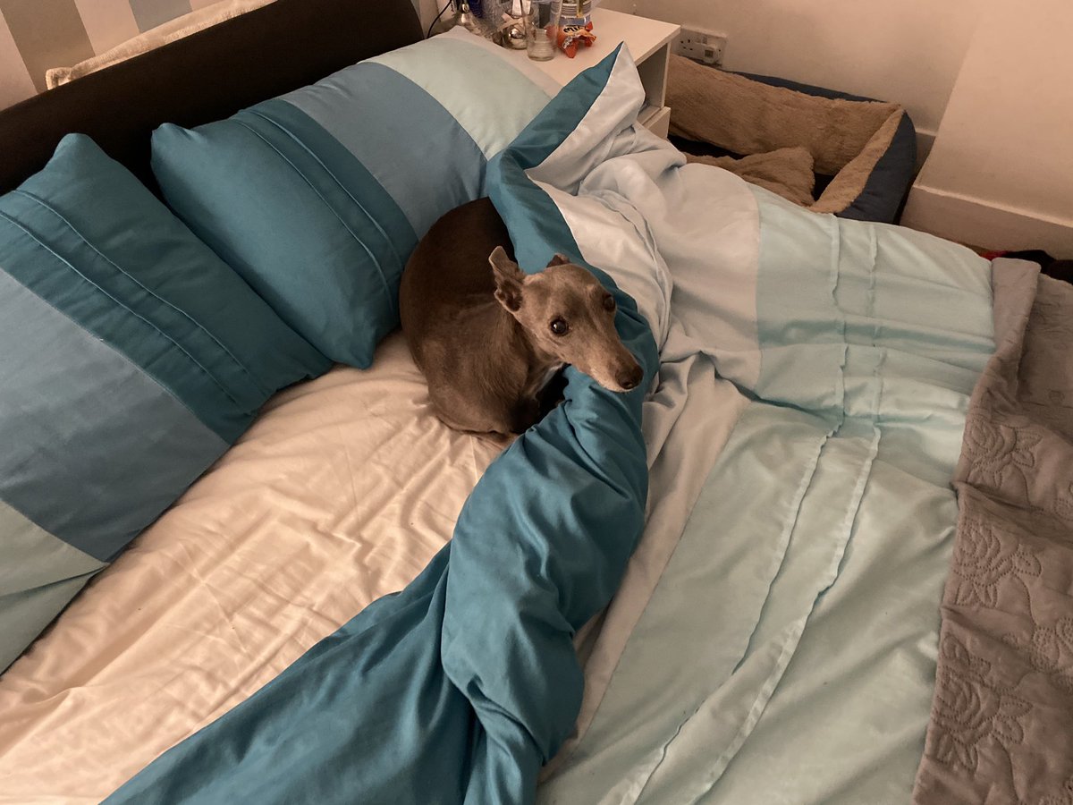 bluesoup's tweet photo. Went out to @TopDogTurf the lawn and Mia silently snuck out and did a stealth poo behind me that I trod in. When I had sorted all that out, finished with the #WeeFree and came back inside, she was nowhere to be found...until I checked bed and the cheeky mare has taken over! https://t.co/1MoBJEr0Up