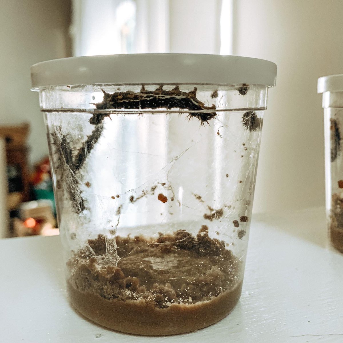 wanderlustsix's tweet photo. Never a dull moment here! Also, the caterpillars are huge and Owen has named this one Bob. 🐛😆 https://t.co/cq8pX5NHOt
