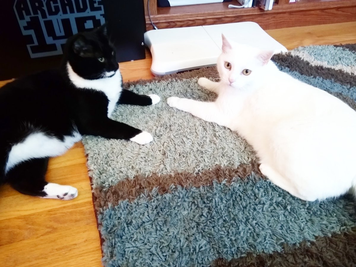 HeroCatComics's tweet photo. Bandit and Ace wish everyone a happy #Caturday! #cats #tuxedocat #mustachecat #whitecat https://t.co/JN4RpsErSN