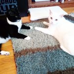 Photo by Hero Cats (@HeroCatComics)
