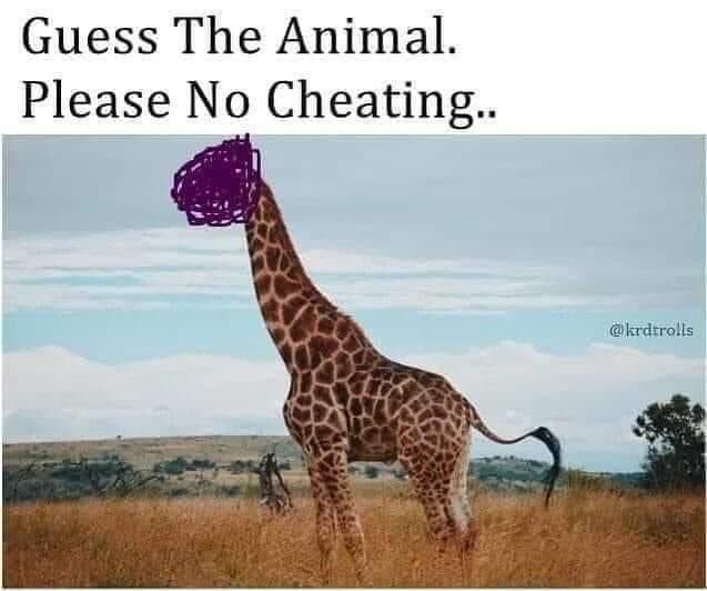 docstache (@hollidaysstache) on Twitter photo 