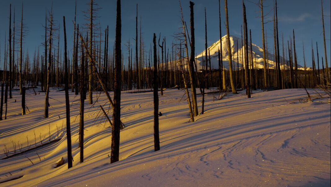 Cascadia_Wild's tweet photo. Our end of season review is up! Check out the best photos from the #wolverinetrackingproject #wildlife surveys on #MtHood. Find out who you're sharing the forest with!
A big thanks to our Camera Crews and Trackers for a great season!
https://t.co/BKyzyhxdVq https://t.co/zuuE5tMlYZ