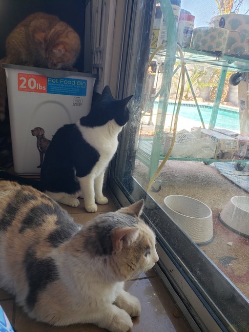 I have made the executive decision that it's too hot out and took the stray cat that has been living<a href="/tag/catlady"class="tags"><span>#catlady</span></a><a href="/tag/caturday"class="tags"><span>#caturday</span></a><a href="/tag/catsoftwitter"class="tags"><span>#catsoftwitter</span></a><a href="/tag/7cats"class="tags"><span>#7cats</span></a>