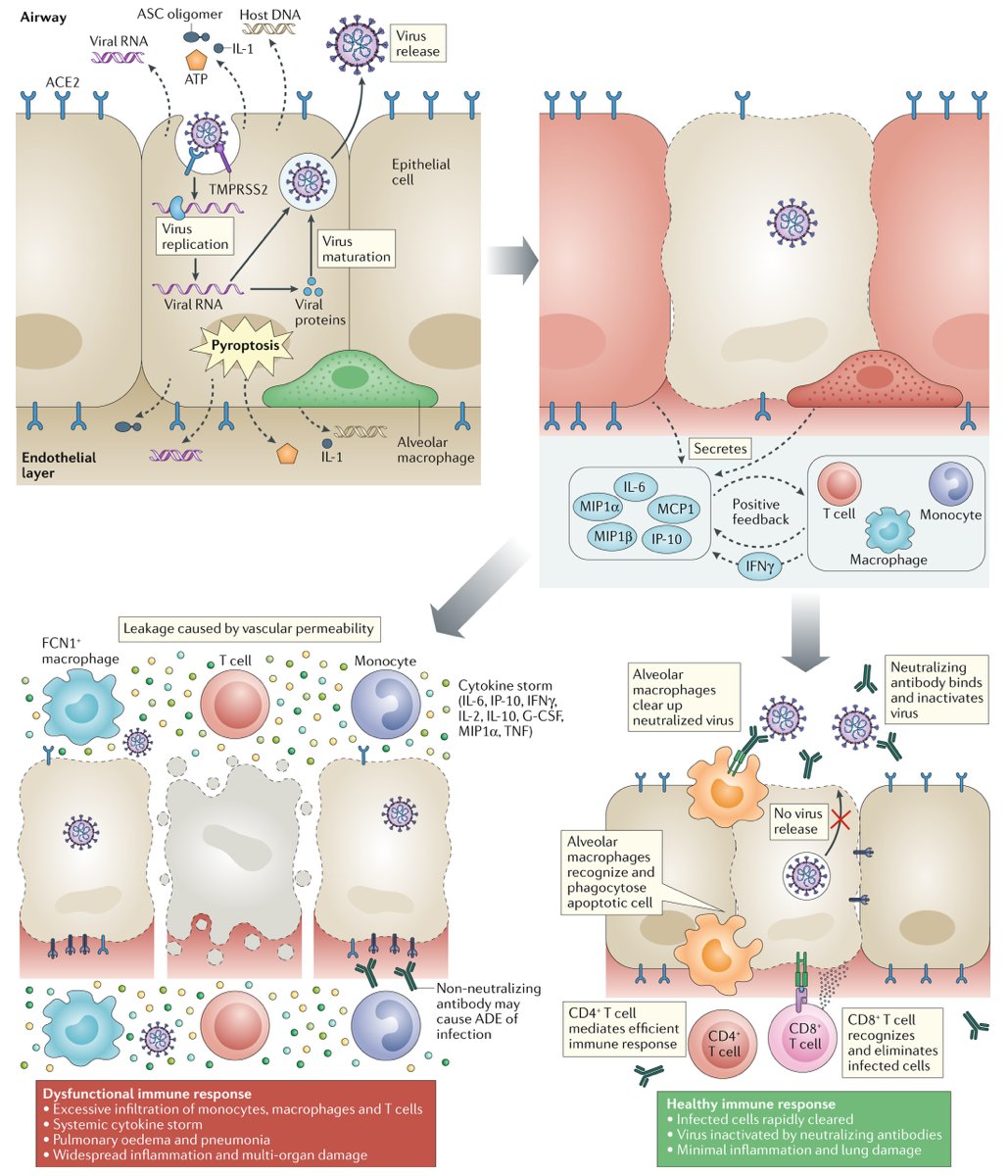 mmw_lmw's tweet photo. The trinity of #COVID19 | Immunity, Inflammation and Intervention | Chronology of events | Lisa F. P. Ng @astar_research @NatRevImmunol https://t.co/4PqwN5aDPn | #2020_ReCapApril https://t.co/UWJnX46oms