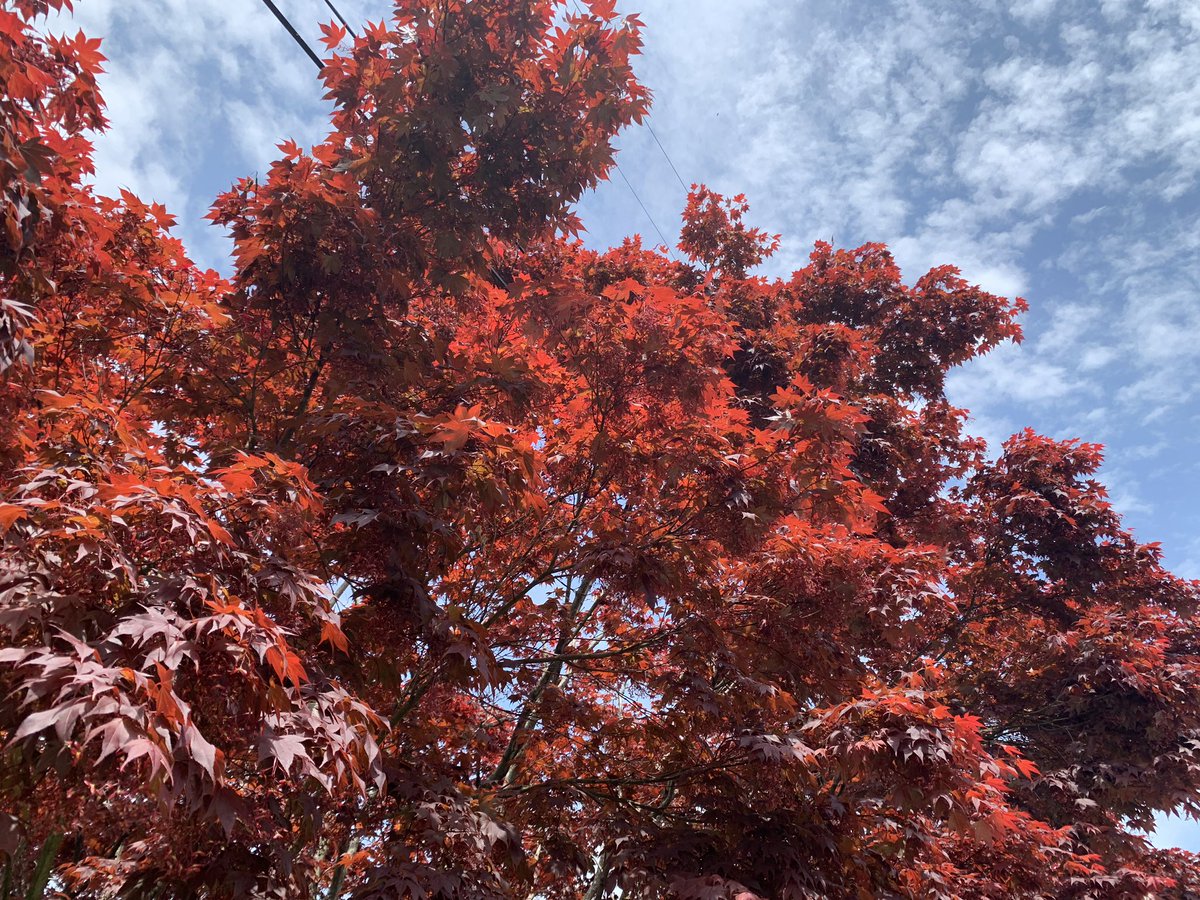 Clay Marsh, MD tweet media