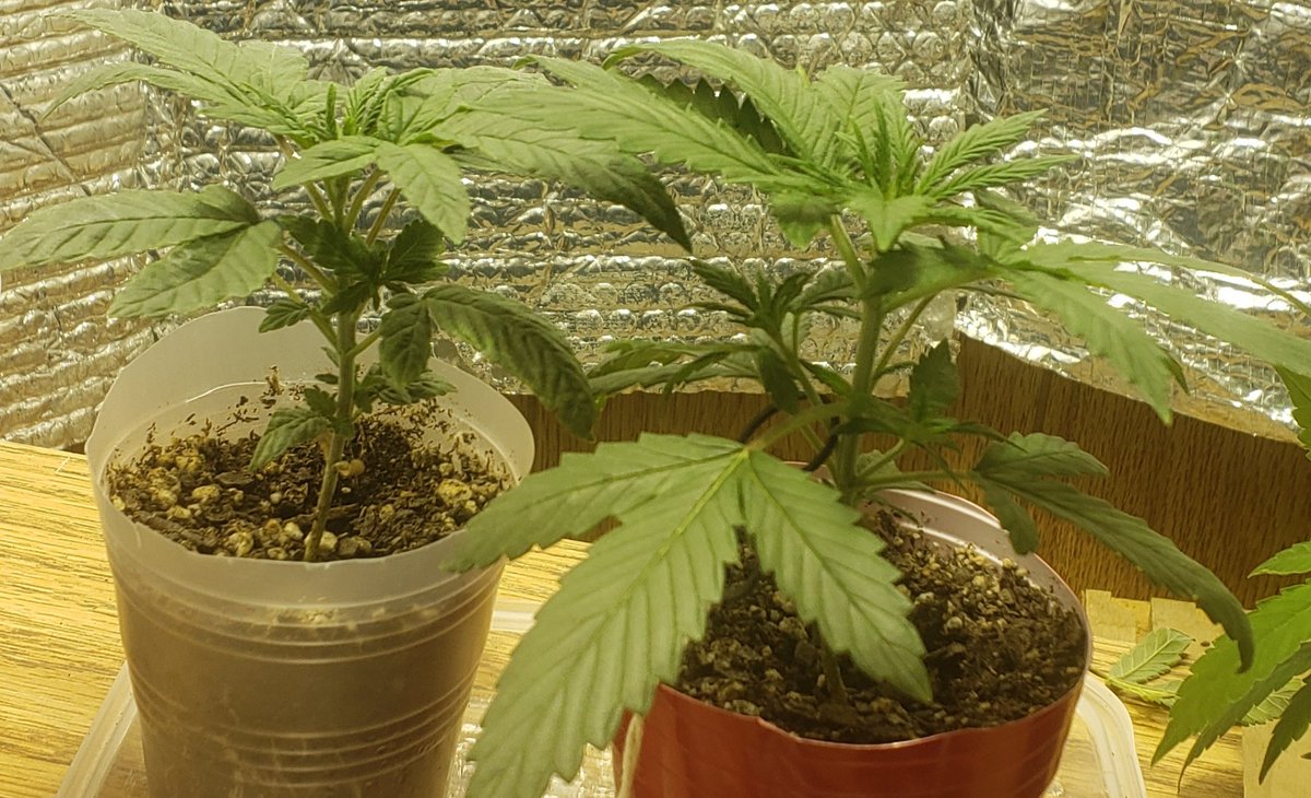 Strains4Pain's tweet photo. 2 weeks in, Iranian Land Race and Jetfuel on the right. Any comments, suggestions much appreciated?#CannabisCommunity #MMJ #420friendly #cannabisculture https://t.co/WY8VEDXZN1