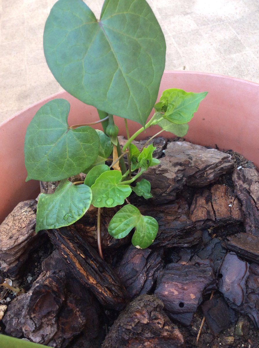 思案 おはようございます 今日の朝顔 脇芽がどんどん出てきてます 緑が明るい 新たに種まきした鉢から双葉も出始めてます 朝顔日記