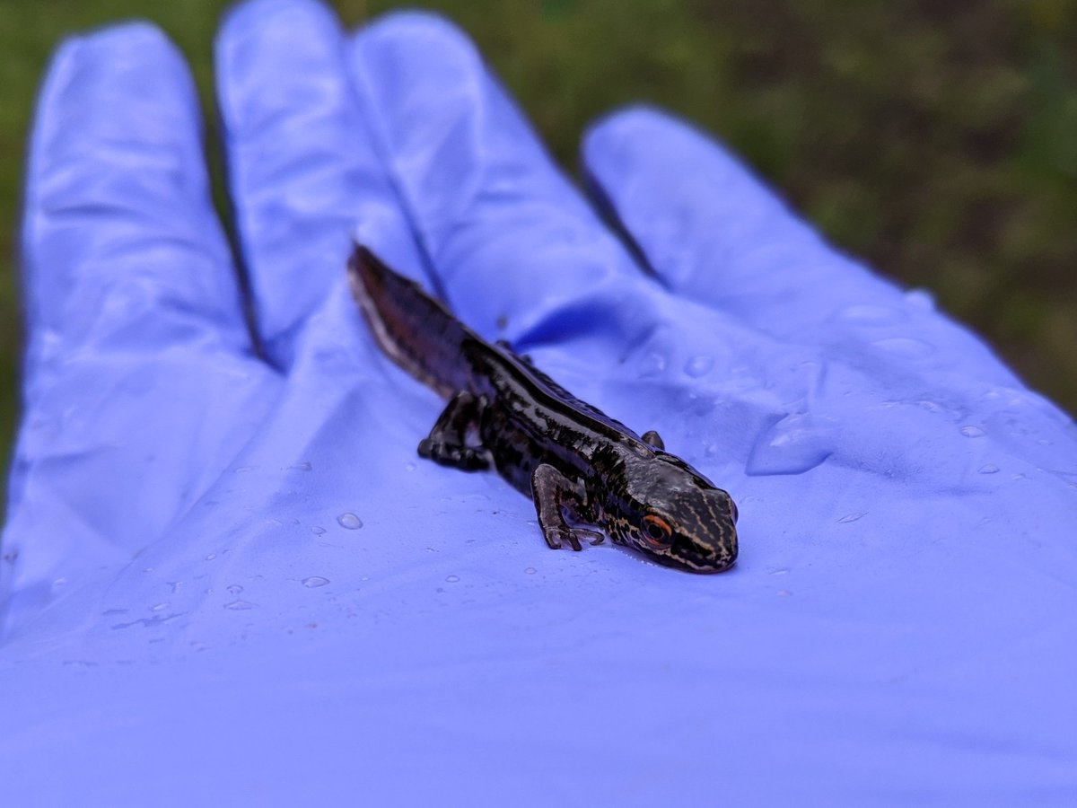 jsiberryimages's tweet photo. Palmate Newt - taken whilst undertaking a survey this week (under licence and in line with COVID-19 guidance). Great to see, as not a species that we regularly come across!  

#wildlife #ecology #amphibians #newt
https://t.co/DDUUAjlGvl https://t.co/qZkrN73KRt